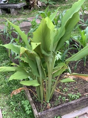 Curcuma longa