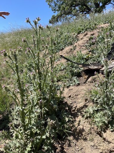 iNaturalist observation photo of plumeless thistles