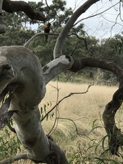 Trichoglossus moluccanus moluccanus