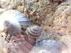 Diloma bicanaliculatum