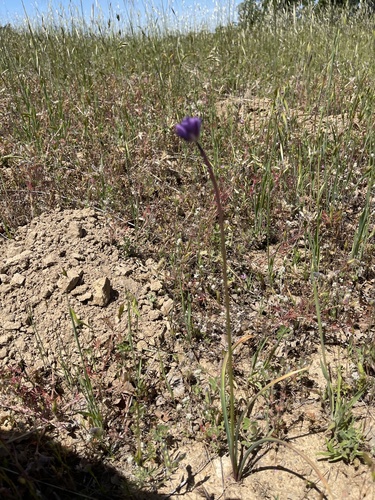 iNaturalist observation photo of Ookow