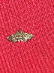 Steniini