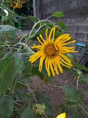 Helianthus annuus