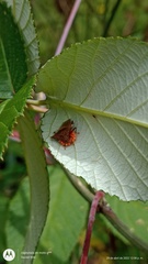 Bebaeus punctipes