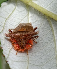 Bebaeus punctipes