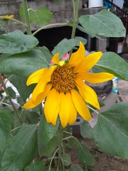 Helianthus annuus