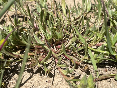 iNaturalist observation photo of Calandrinia section Calandrinia