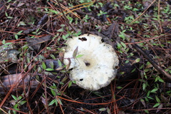 Lactarius indigo