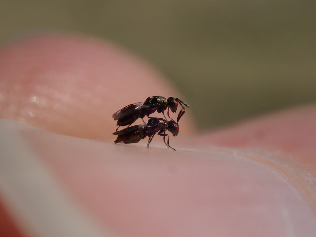 Brachycaudonia cyaniceps