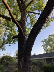 Platanus occidentalis