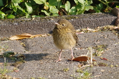 Erithacus rubecula