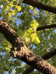 Platanus occidentalis