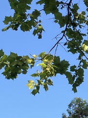 Platanus occidentalis