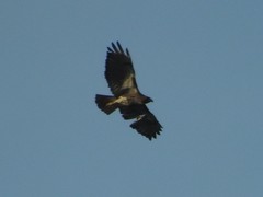Buteo jamaicensis umbrinus