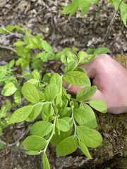 Vaccinium hirsutum