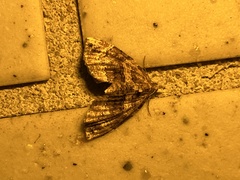 Chaetolopha incurvata