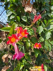 Amphilophium buccinatorium