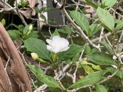 Magnoliopsida