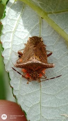 Bebaeus punctipes