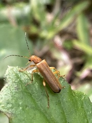 Lycocerus