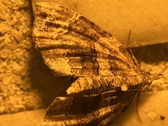 Chaetolopha incurvata