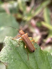 Lycocerus