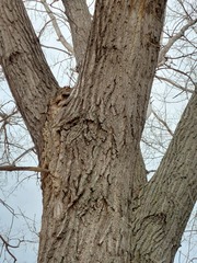 Populus deltoides