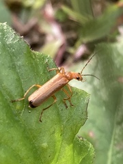 Lycocerus
