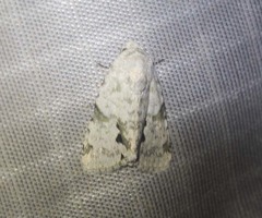 Thalathoides curtalis