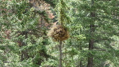 Phoradendron juniperinum