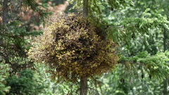 Phoradendron juniperinum