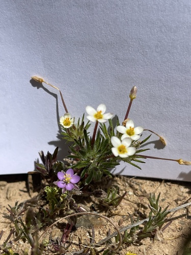 iNaturalist observation photo of Bicolor Babystars