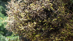 Phoradendron juniperinum