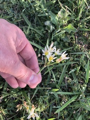 Nothoscordum bivalve