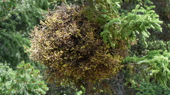 Phoradendron juniperinum