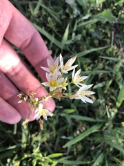 Nothoscordum bivalve