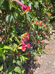 Amphilophium buccinatorium