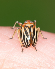 Phylloscelis atra