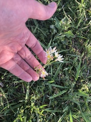 Nothoscordum bivalve
