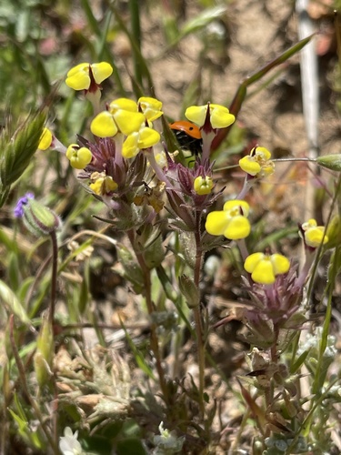 iNaturalist observation photo of butter-and-eggs