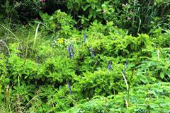 Coleus barbatus grandis