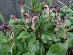 Arisarum