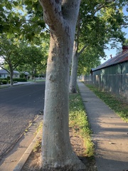 Platanus occidentalis