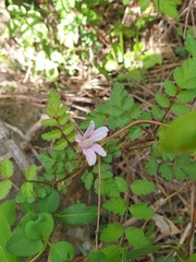Rubus pungens oldhamii