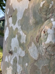 Platanus occidentalis