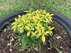 Tabernaemontaneae