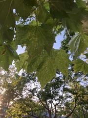 Platanus occidentalis
