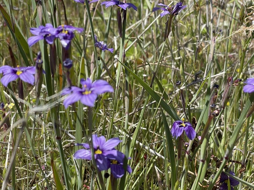 iNaturalist observation photo of western blue-eyed grass