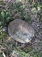 Trachemys scripta elegans
