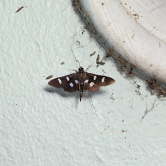 Desmia octomaculalis